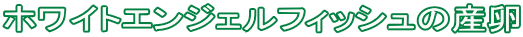 zCgGWFtBbV̎Y 