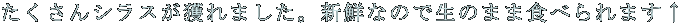 VXl܂BVNȂ̂Ő̂܂ܐHׂ܂ 