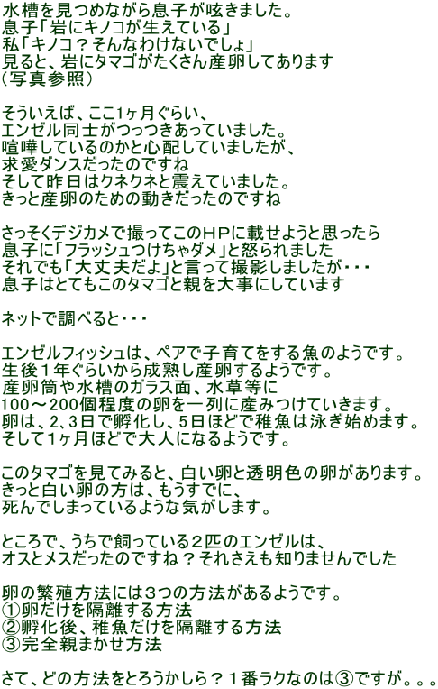 ߂Ȃ瑧qꂫ܂B quɃLmRĂv uLmRHȂ킯Ȃłv ƁAɃ^}SYĂ܂ iʐ^QƁj  ΁A1炢A G[mĂ܂B ܂Ă̂ƐSzĂ܂A _X̂ł č̓NlNlƐkĂ܂B ƎŶ߂̓̂ł  fWJŎBĂ̂goɍڂ悤Ǝv qɁutbV_vƓ{܂ łuvvƌĎBe܂EEE q͂ƂẴ^}SƐe厖ɂĂ܂  lbgŒׂƁEEE  G[tBbV́AyAŎqĂ鋛̂悤łB PN炢琬nY悤łB Y␅̃KXʁA 100`200x̗ɎY݂Ă܂B ́A23śzA5قǂŒt͉jn߂܂B ĂPقǂőlɂȂ悤łB  ̃^}SĂ݂ƁAƓF̗܂B Ɣ́̕AłɁA ł܂Ă悤ȋC܂B  ƂŁAŎĂQC̃G[́A IXƃX̂łˁHꂳm܂ł  ̔ɐB@ɂ͂R̕@悤łB @u@ AzAtu@ BSe܂@  āAǂ̕@Ƃ낤HPԃNȂ͇̂BłBBB 