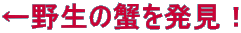 쐶̊I𔭌I 