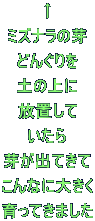  ~Yỉ ǂ񂮂 y̏ u  肪oĂ Ȃɑ傫 Ă܂