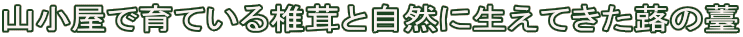 RňĂőƎRɐĂV