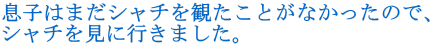 q͂܂V`ςƂȂ̂ŁA V`ɍs܂B