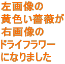 摜 FKN E摜 hCt[ ɂȂ܂