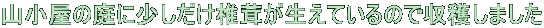 R̒ɏőĂ̂Ŏn܂