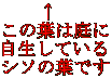 @@ ̗t͒ Ă V\̗tł