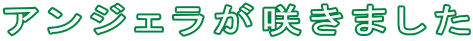 AWF炫܂
