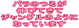 ô邪
LтĂ
WÔ悤
ȂĂ܂
