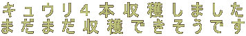 LES{n܂
܂܂nłł
