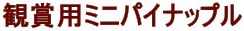 Ϗܗp~jpCibv 