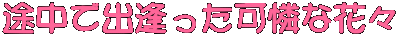 rŏoȉԁX