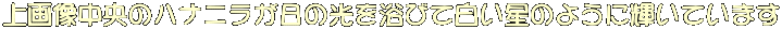 摜̃niǰ𗁂тĔ̂悤ɋPĂ܂ 