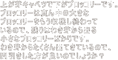 オLxcŉubR[łB ubR[͐^񒆂̑傫 ubR[nI ̂ŁAc͂킫肩o ȃubR[΂łB 킫肩炽oĂĂ̂ŁA Ԉǂ̂ł傤H 