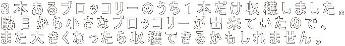 R{ubR[̂P{n܂B eڂ珬ȃubR[oĂ̂ŁA ܂傫Ȃnł邩܂B 
