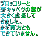ubR[ Lxc̗t 傫 ܂B ܂Ƃ łĂ܂B 