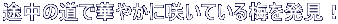 r̓ŉ؂₩ɍ炢Ă~𔭌I 