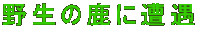 쐶̎ɑ 