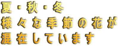 āEHE~
lXȋG߂̉Ԃ
݂Ă܂
